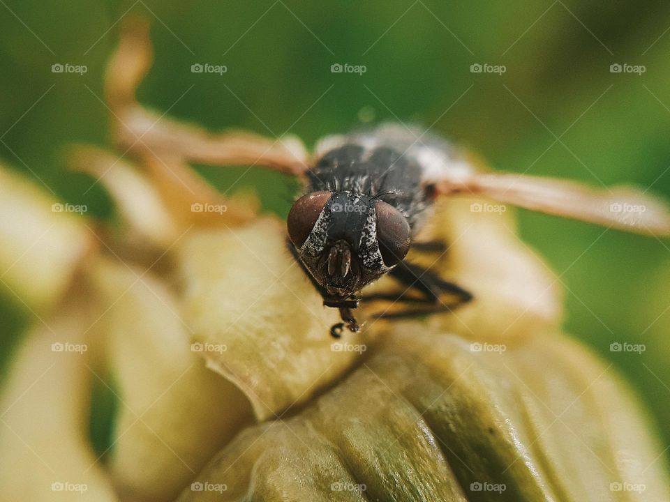 Macro photo of a wild fly sitting on a dandelion leaf