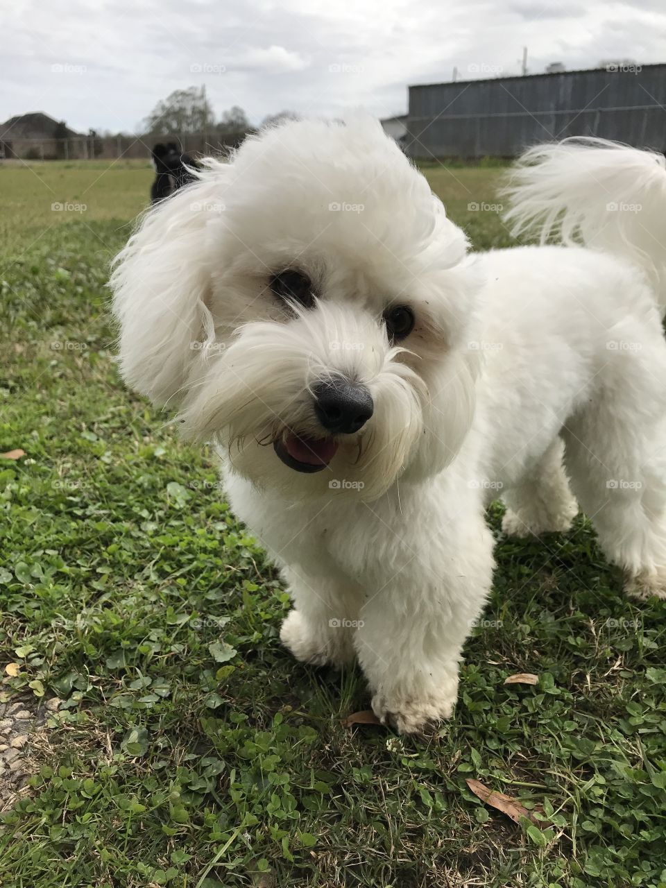 Adorable dog showing his charm