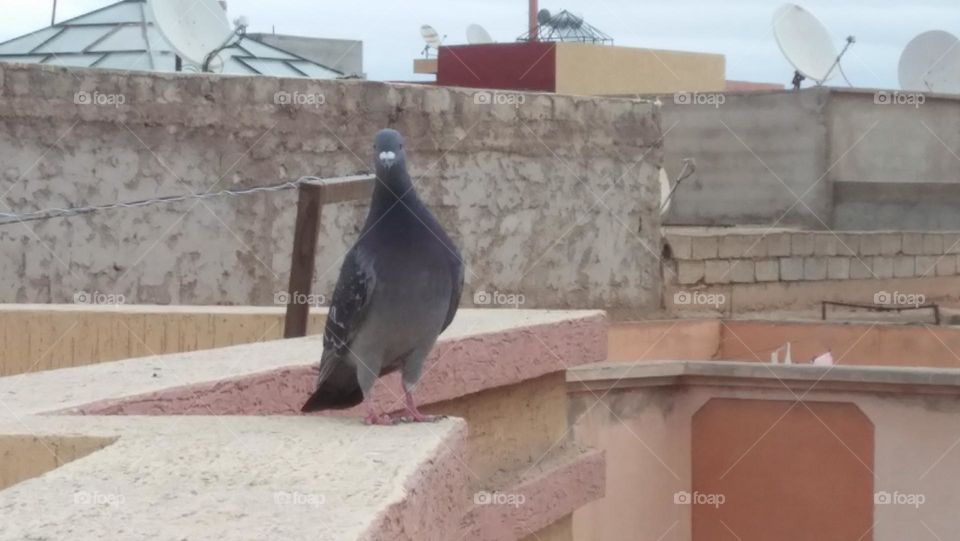 A beautiful pigeon looking at my camera.