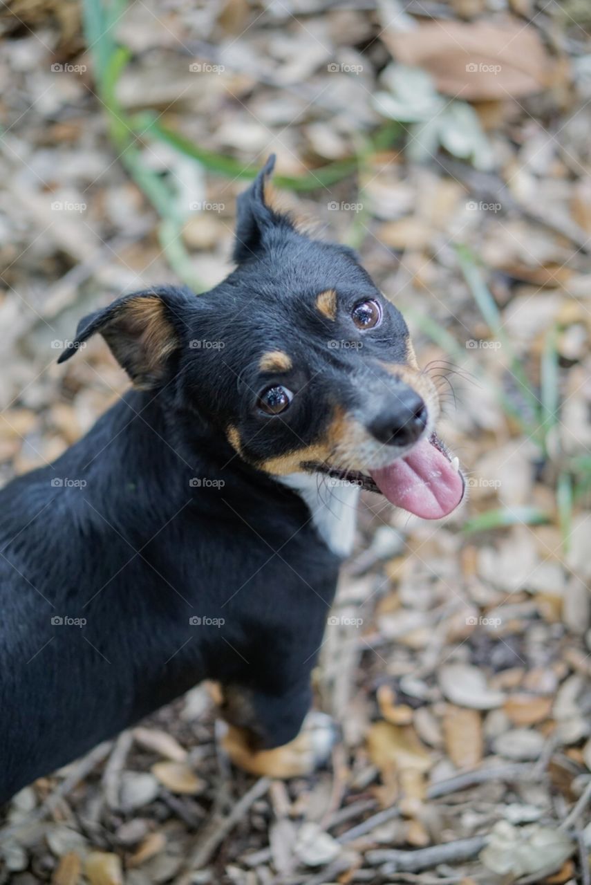 Mammal, Dog, Cute, Portrait, Pet