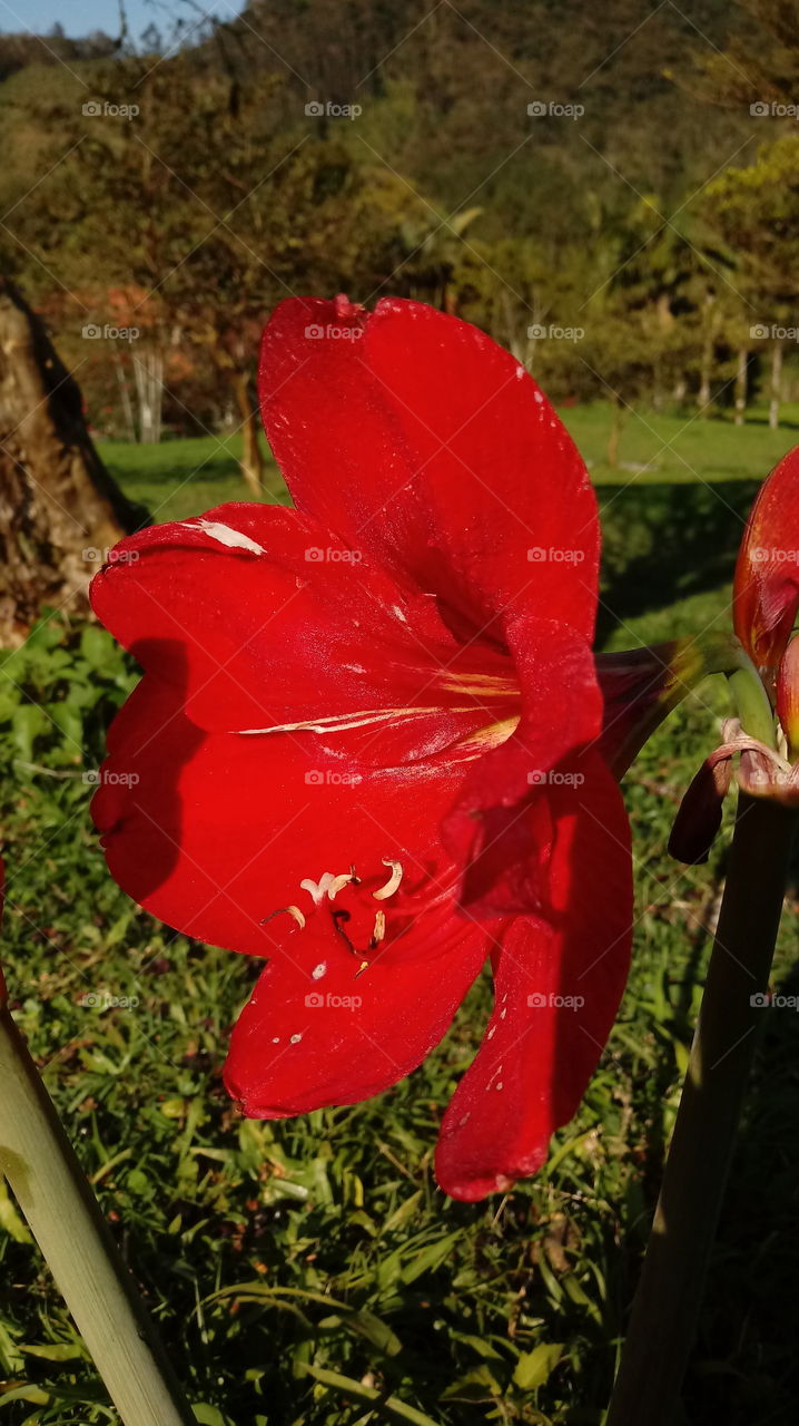 NATURAL NATURE NATUR FLOWER Amaryllis belladonna Belladonna do Cabo