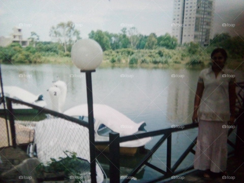 swan boats