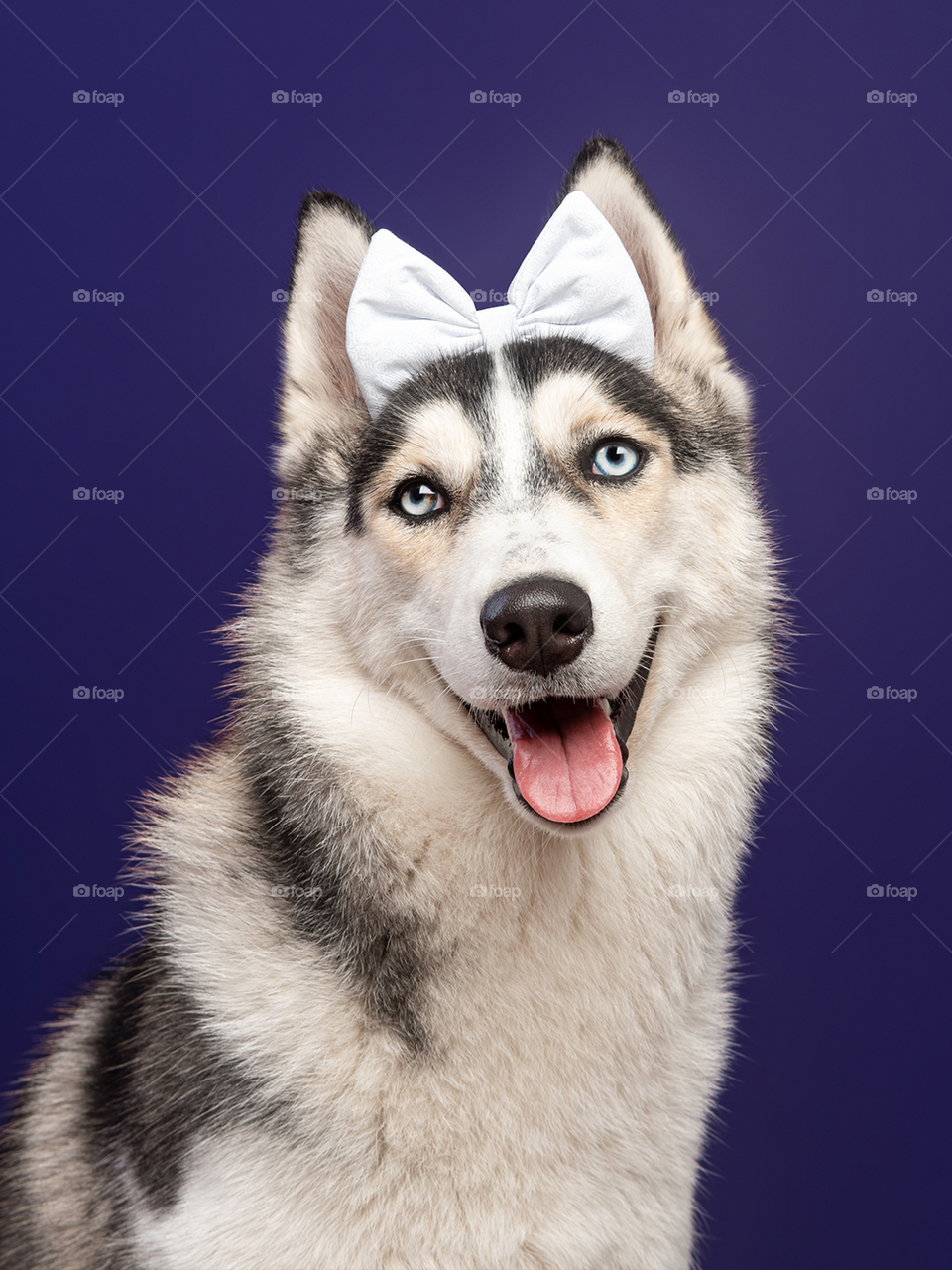 Cachorro da raça husky siberiano de olhos azuis e sorrindo com laço branco na cabeça 