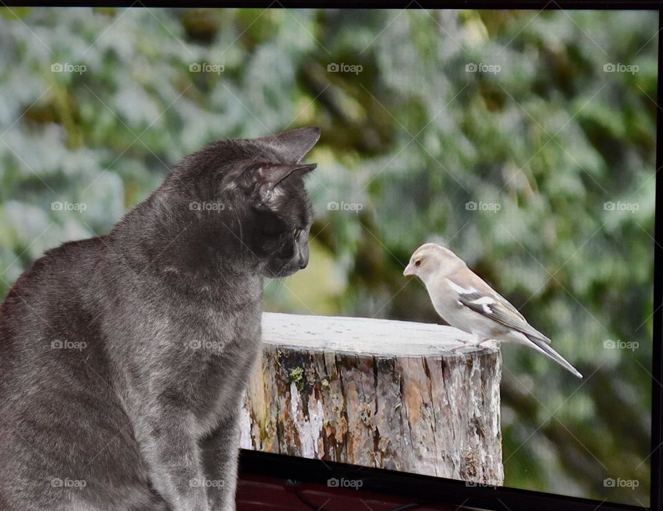 Cat watching the bird at TV