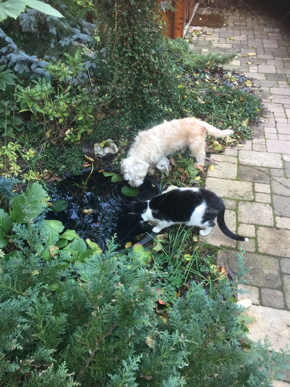 Cat and dog drinking from a pond