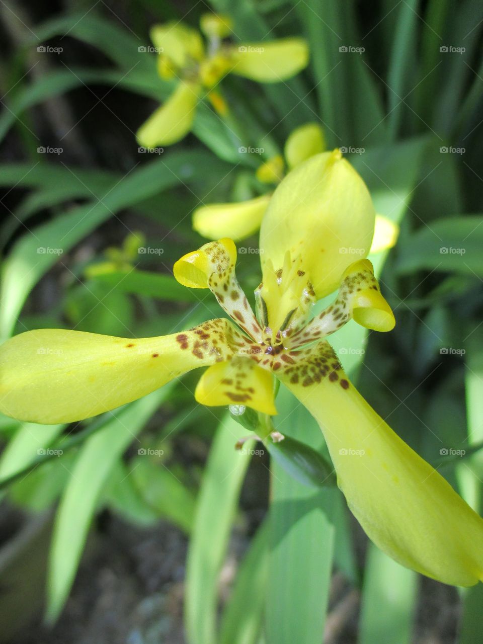 Yellow Ground Orchid
