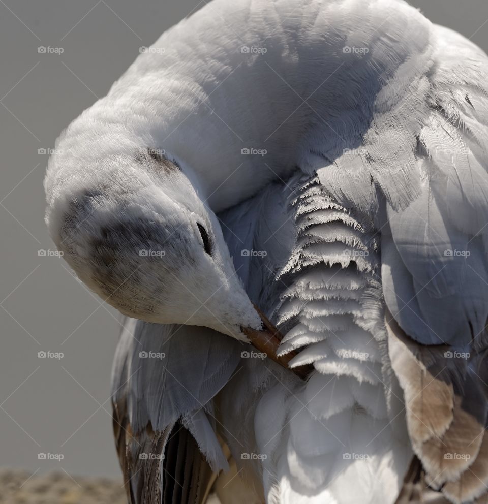 Preening gull