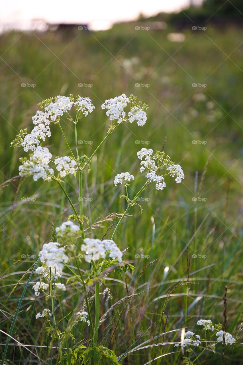 Summer evening