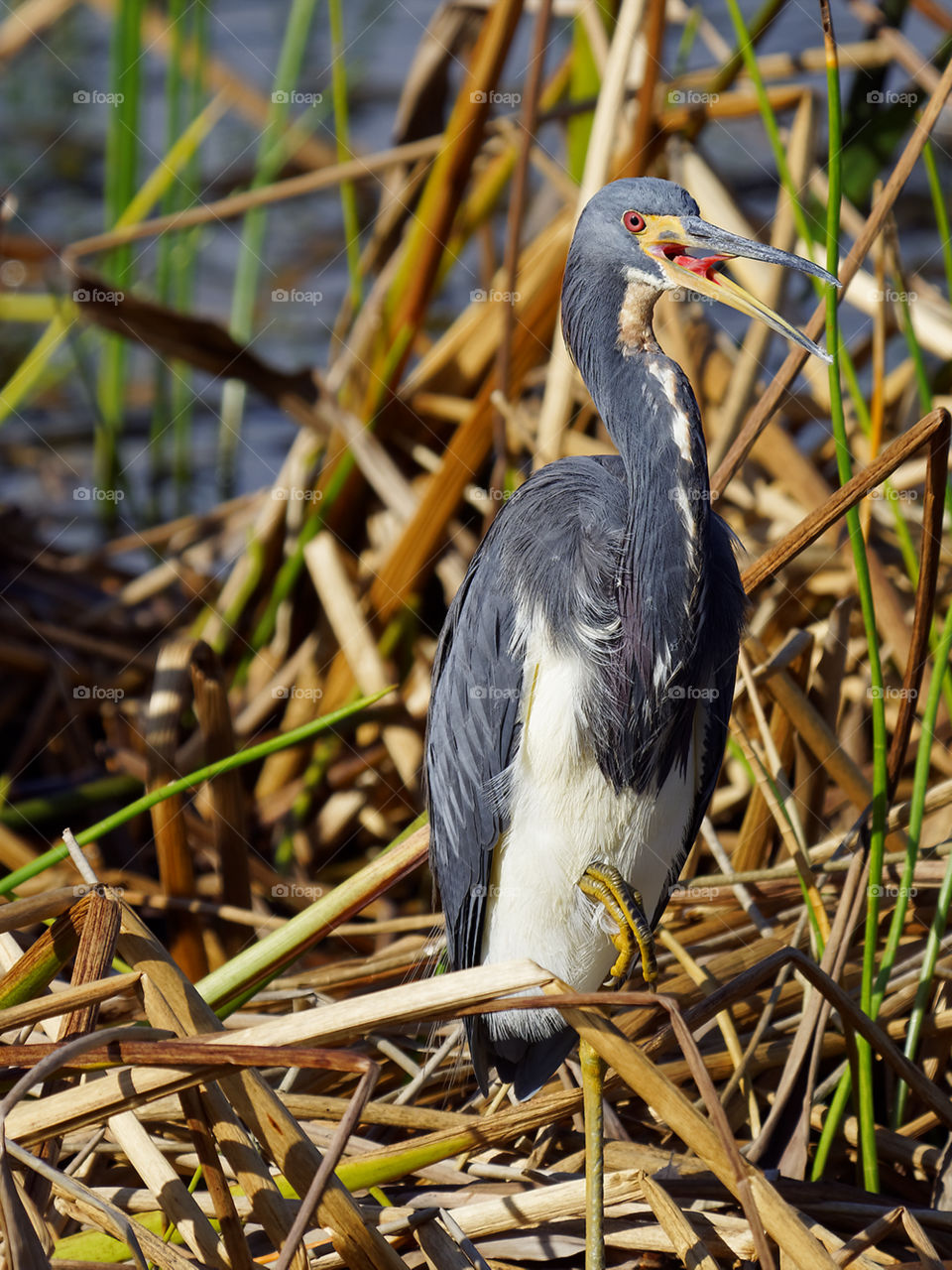 Tricolor Heron bird in Florida wetlands with it's beak wide open and tongue visible