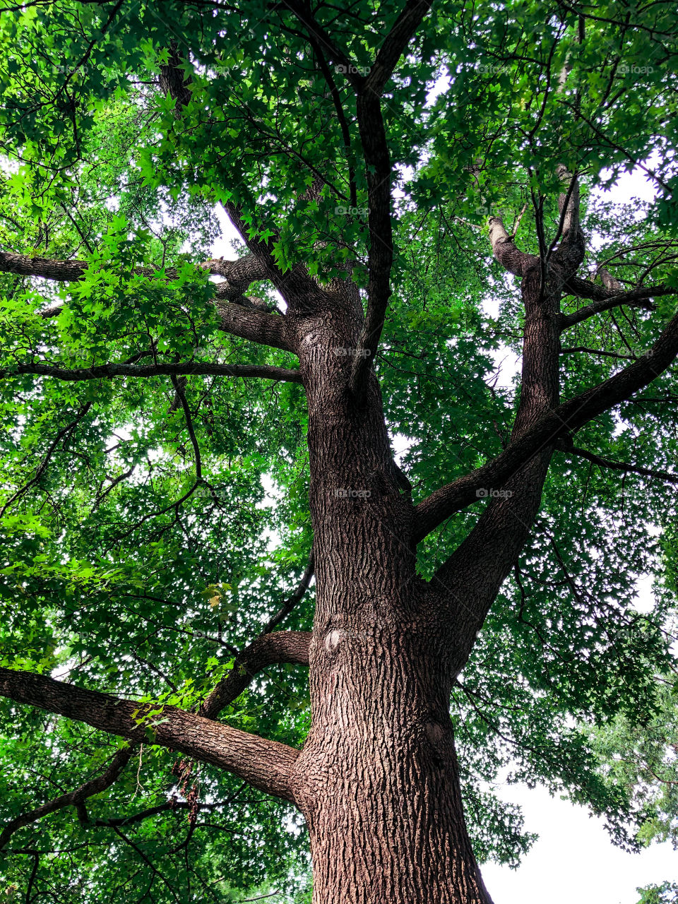 Up in the tree