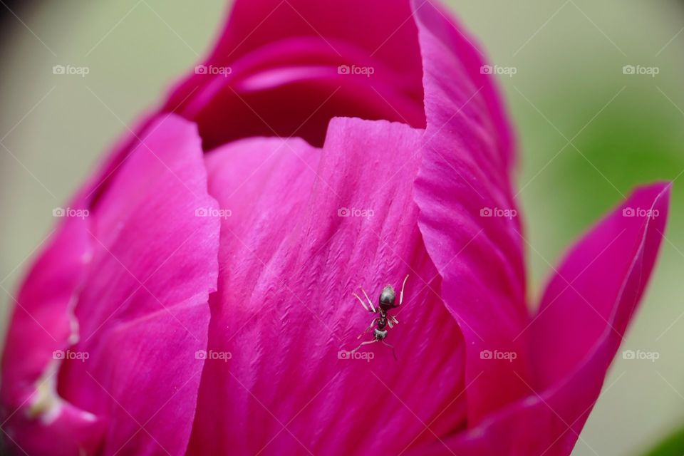 flower with ant