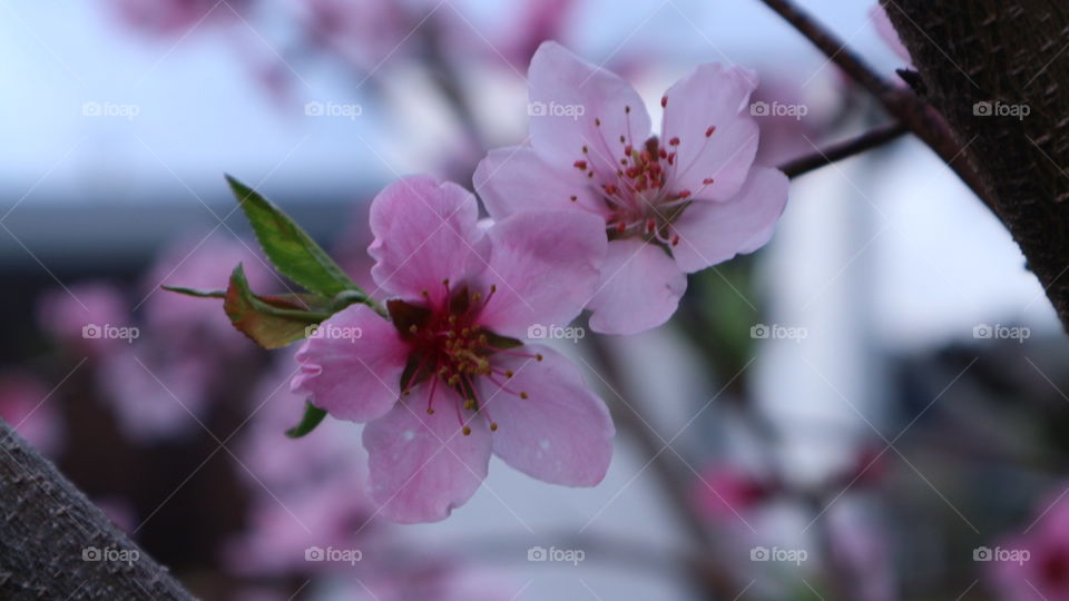 No Person, Flower, Cherry, Nature, Outdoors
