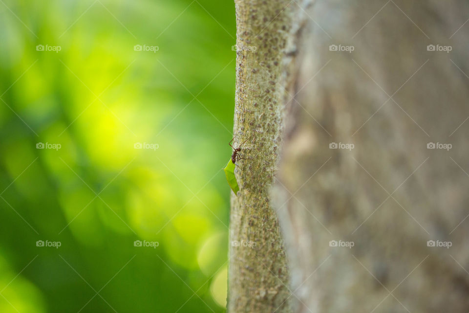 Leaf, Nature, No Person, Rain, Growth