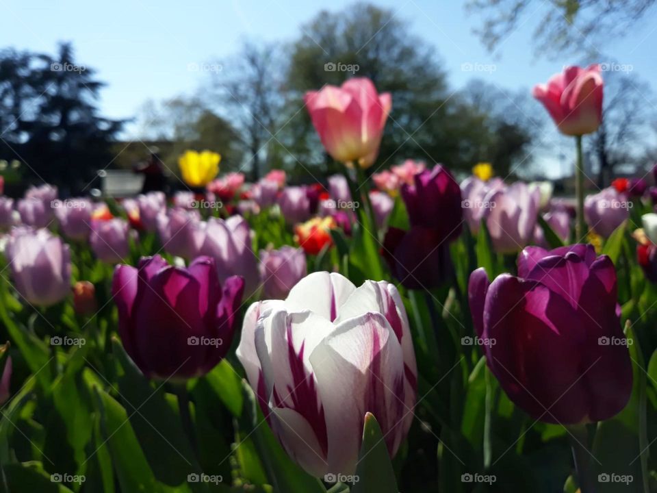 I see my love like a beautiful rose shining in the spring