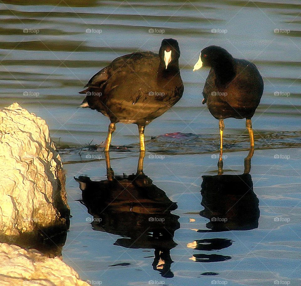 Two Coots in the Morning