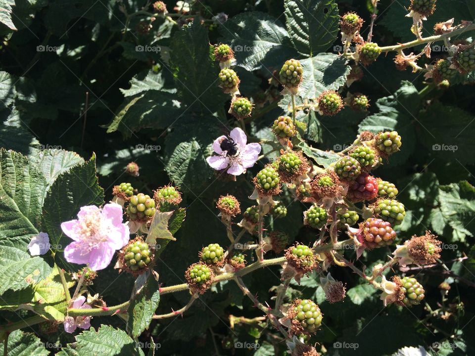 Blooming blackberry