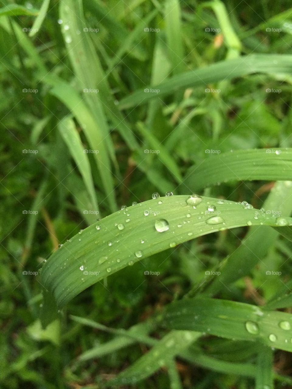 Dewdrops day 