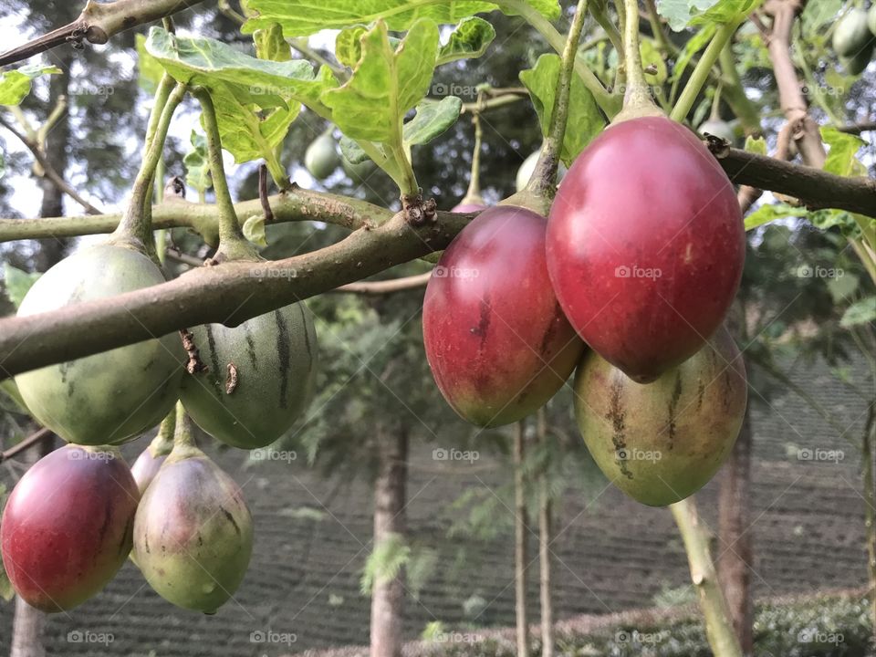 African fresh tree tomatoes 