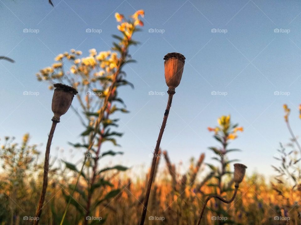Poppy flower in the field in the summer. Seed capsule