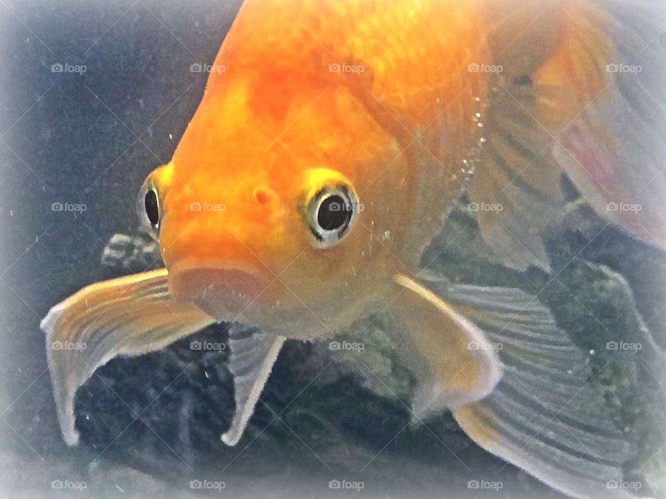 Cute colorful goldfish