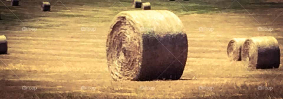 Round hay bales 