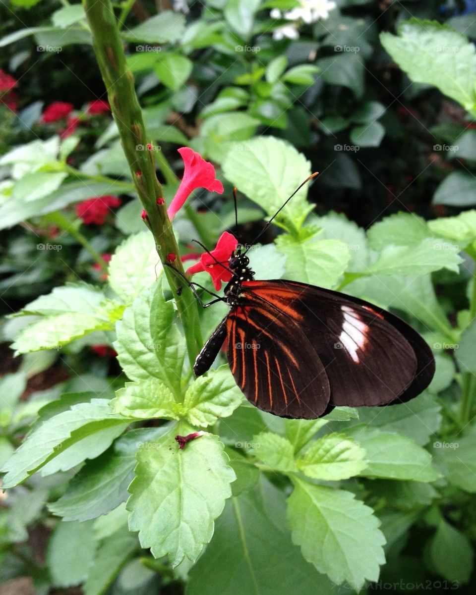 Butterfly and flowers