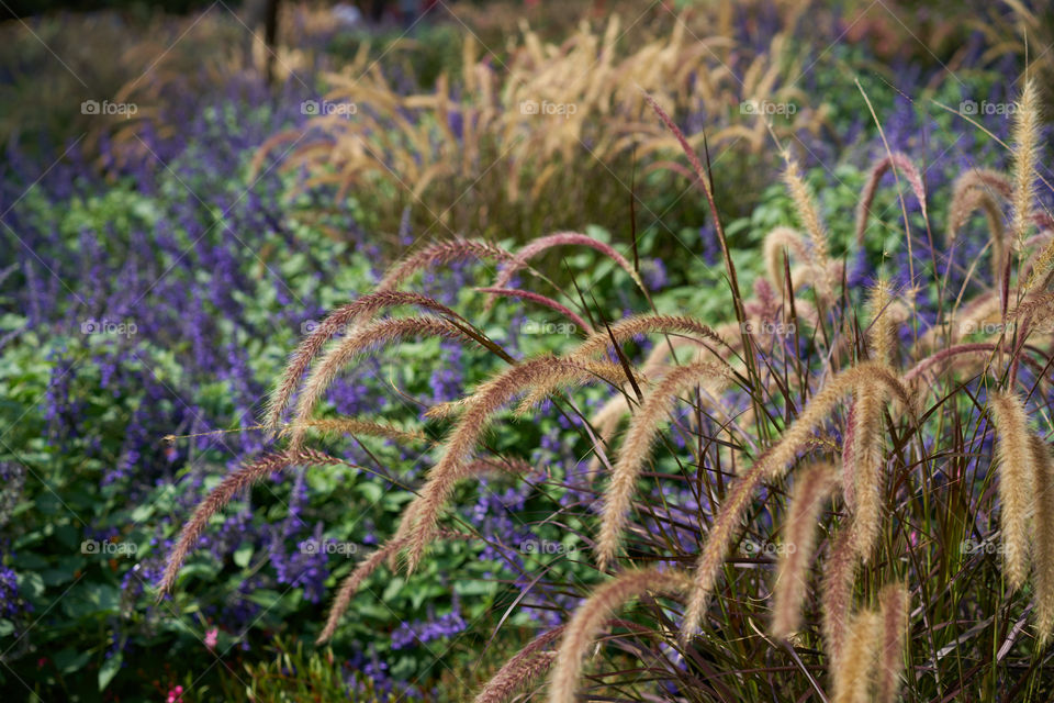 Close-up of autumn plants