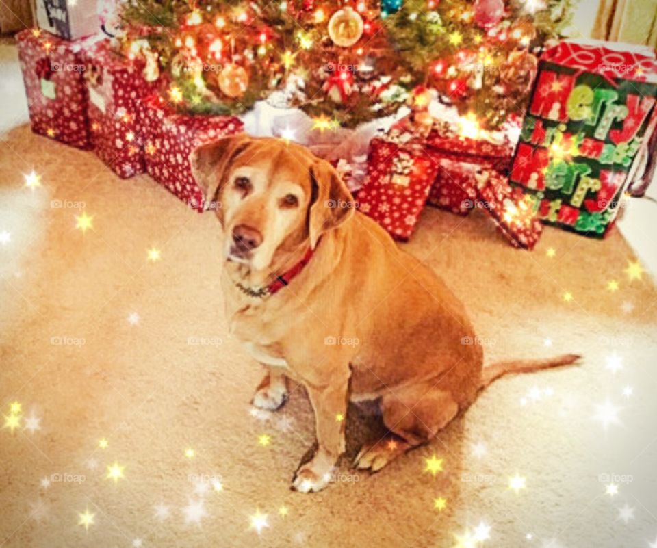 Merry Christmas from your favorite yellow lab