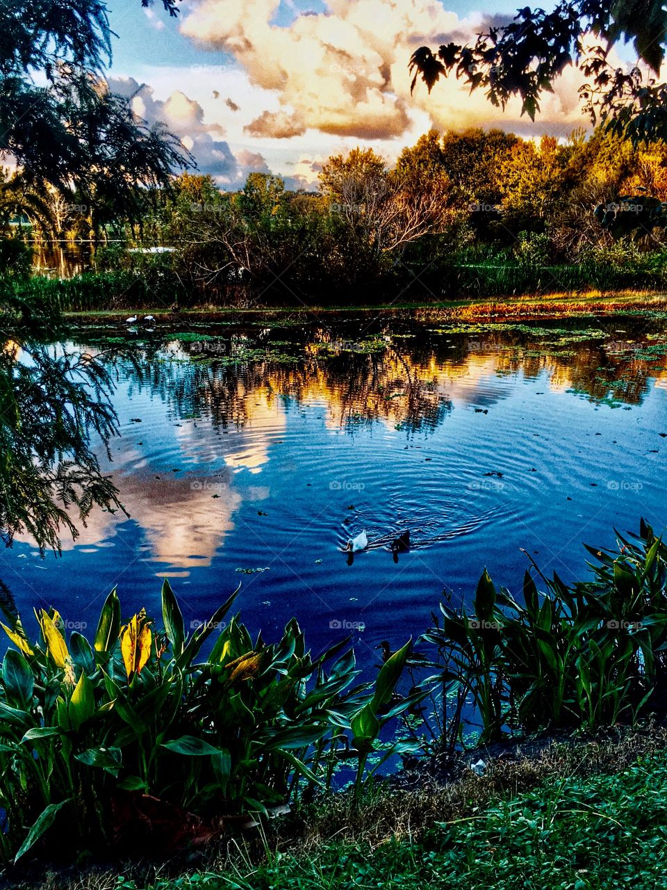 Lake with incredible reflections of tree and clouds. 