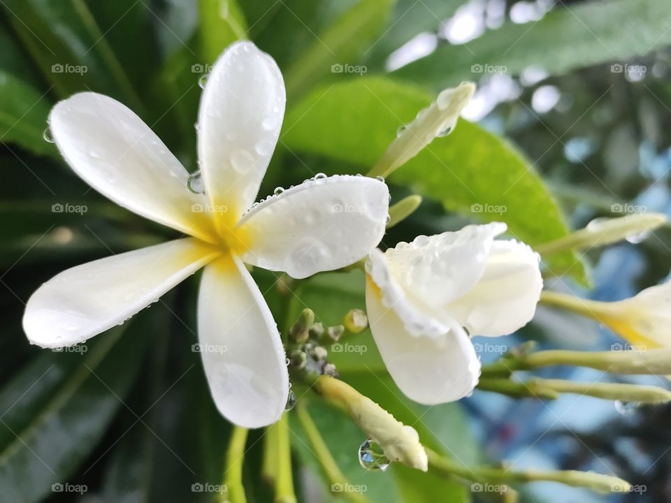 Grooming Flower,🌼🌼🌼
With rain Drops 🌧️🌨️
Champa or Pittosporum Tobria
White beauty