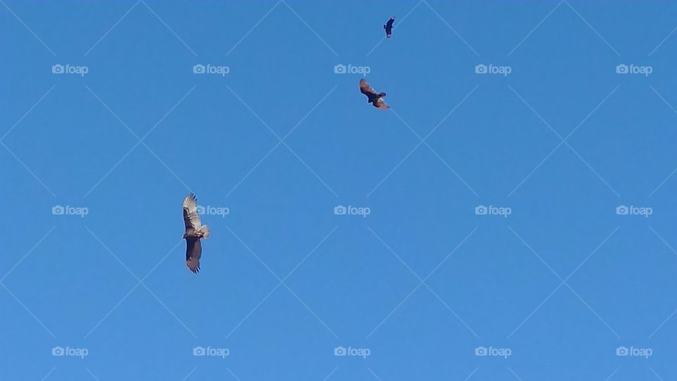 Sky, Bird, Flight, Kite, Action