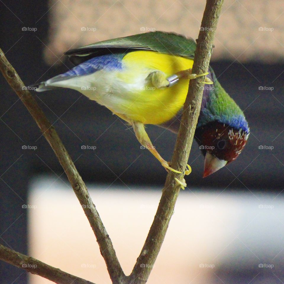 Close-up of bird perching on twig