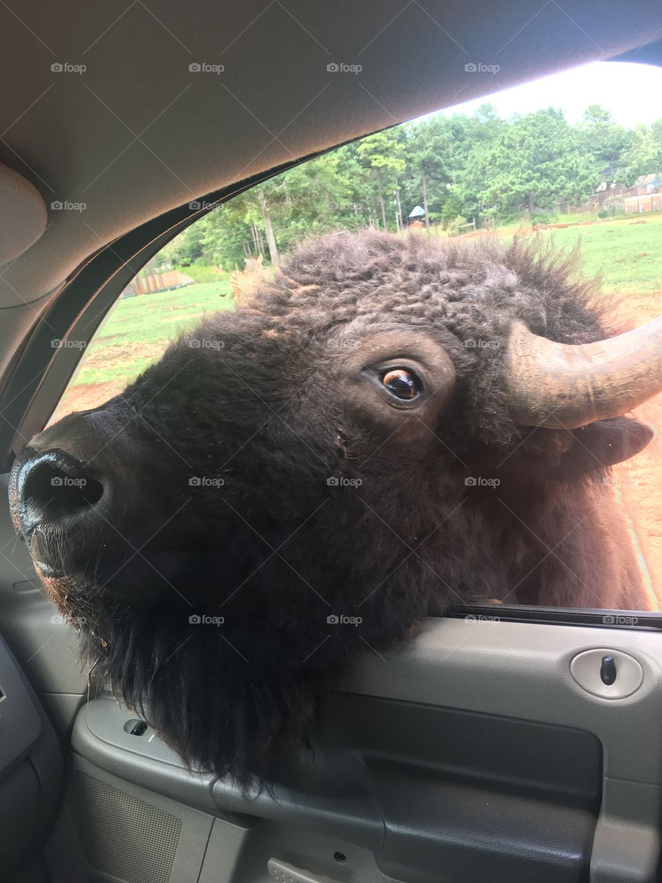 Buffalo in the window 