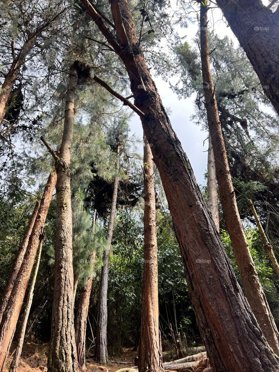 Troncos de árboles altos