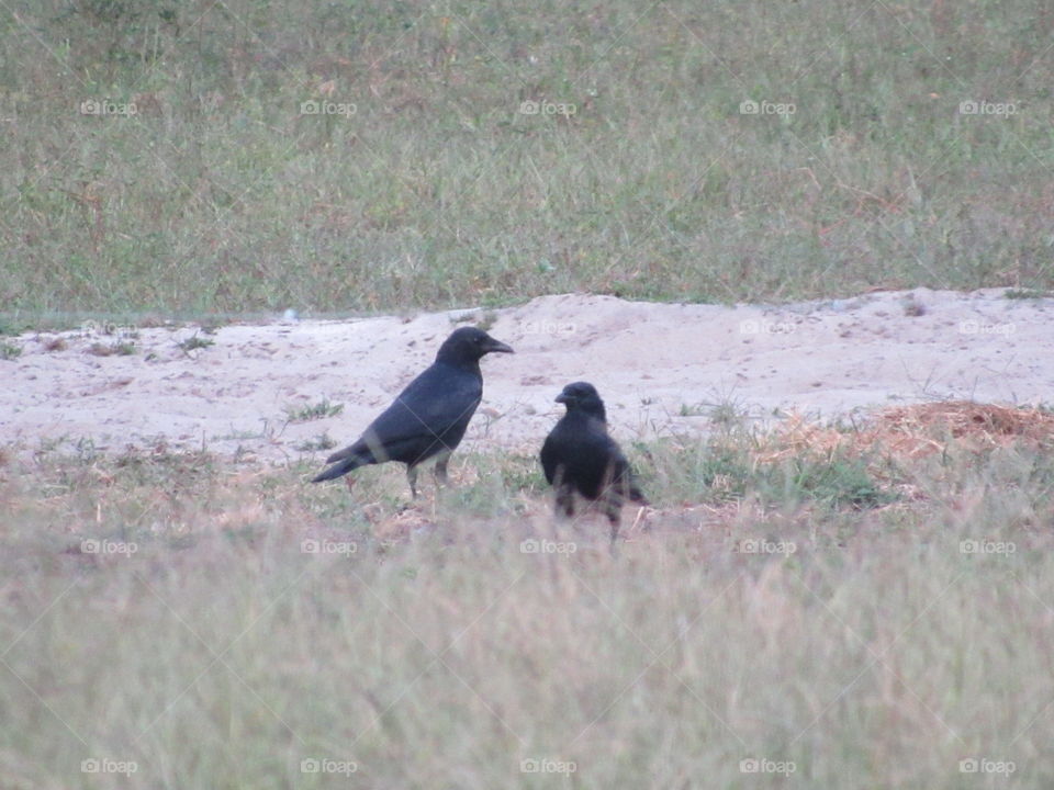 Two crows