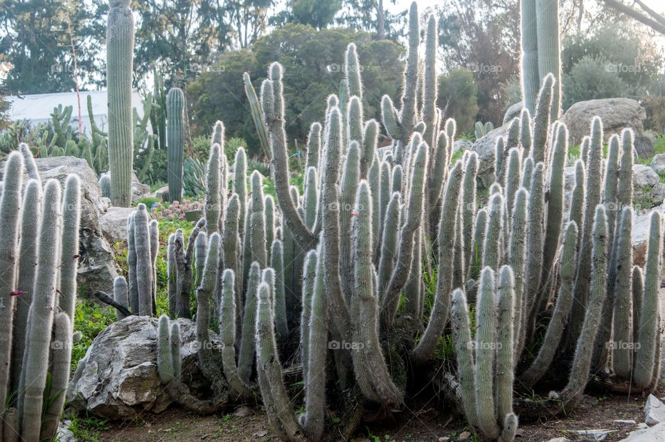 Backlit cactus 