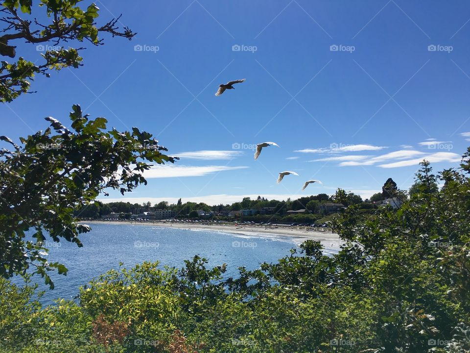 Seagulls flying over seashore