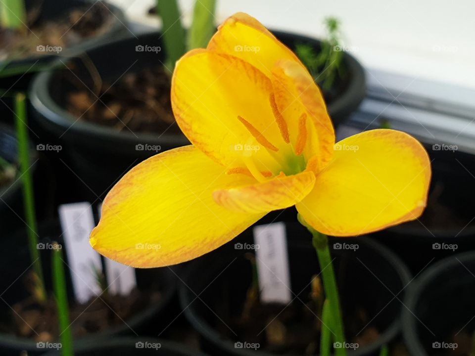 beautiful rain lilly