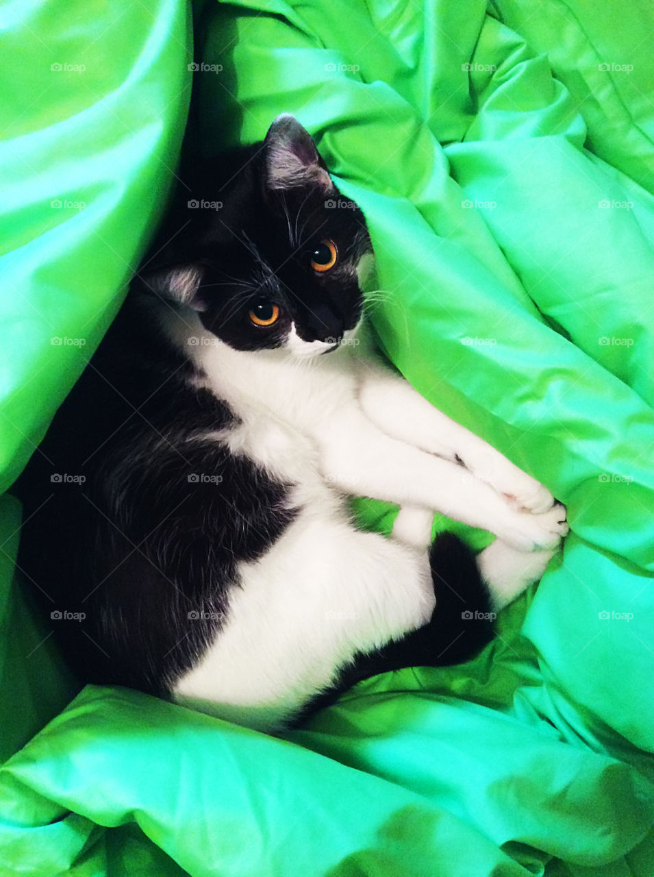 Cat in green bed 