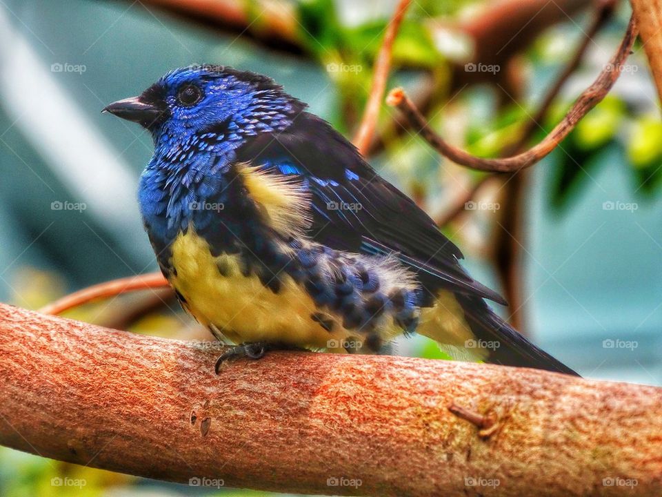 Colorful Tropical Tanager Bird. Colorful Tropical Bird