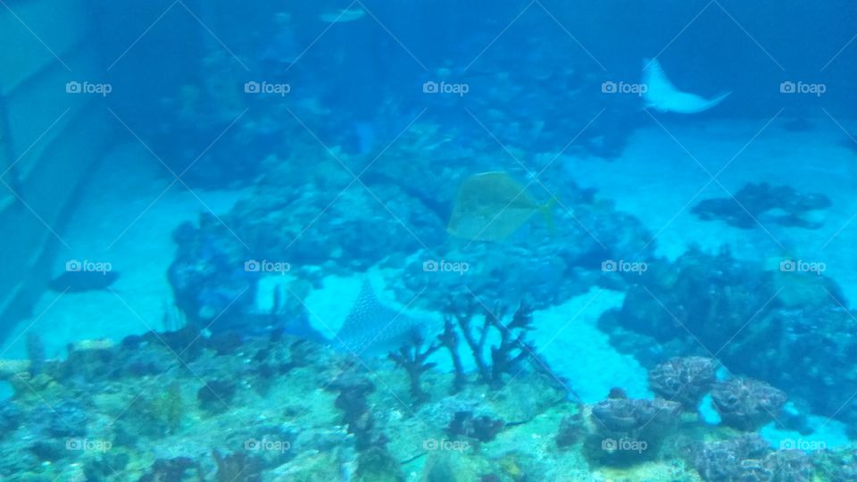 Underwater, Fish, Reef, Coral, Ocean