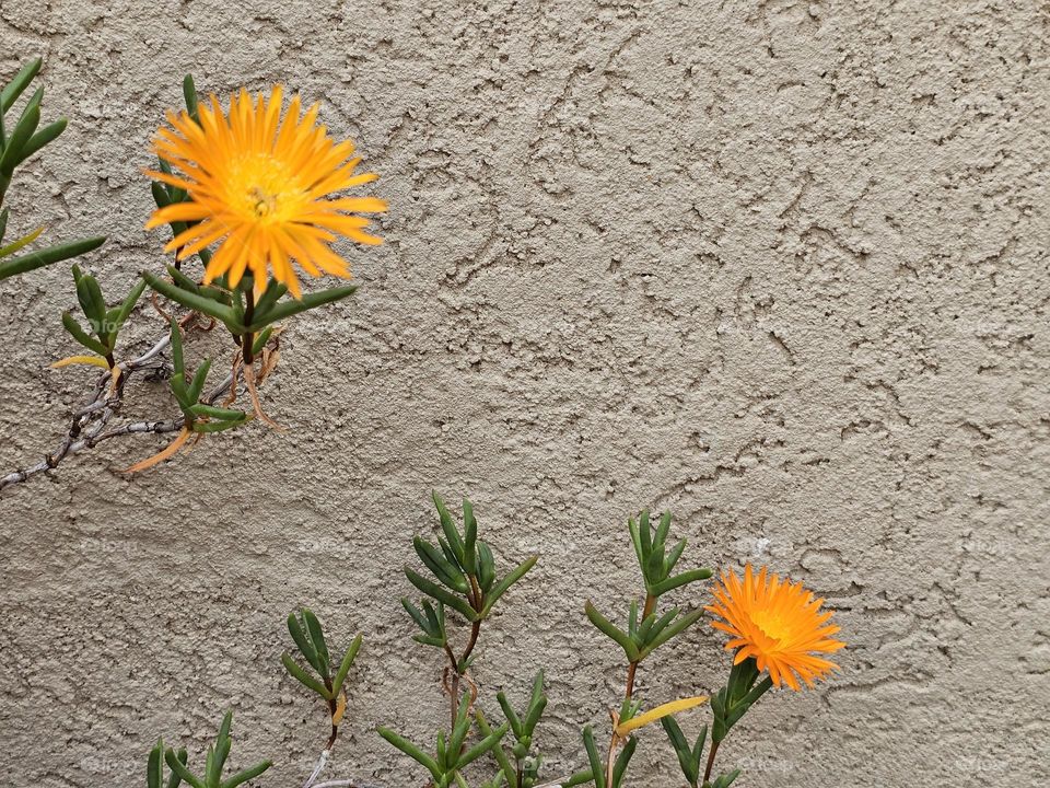 An orange Trailing Ice plant pointing towards the sun, open, showing off its beauty. Against a beige wall, the bright flower stands out.