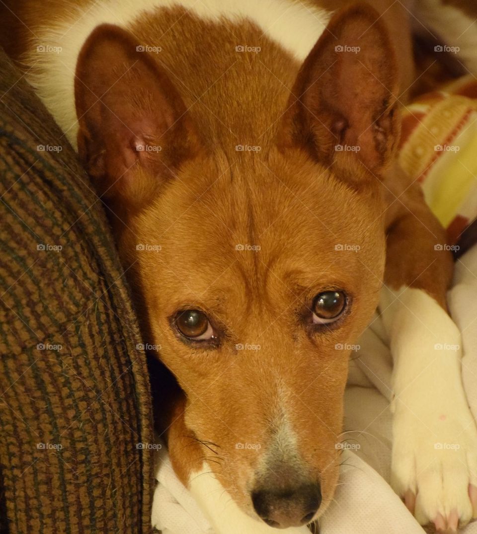Viggo The Basenji