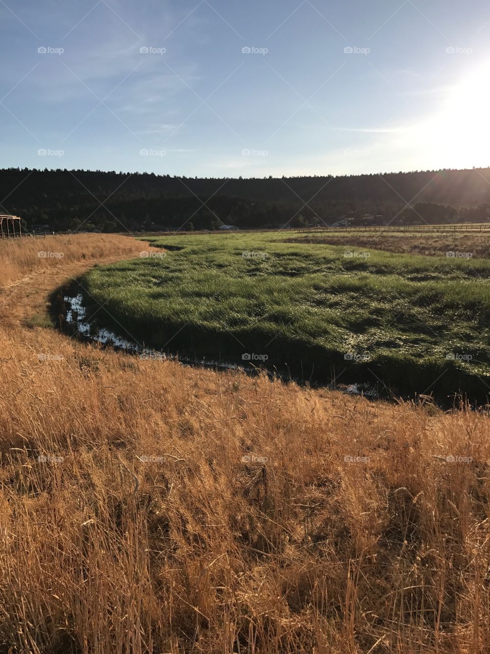 A lush green field surrounded by an irrigation ditch in the Crook County countryside in Central Oregon on a sunny fall evening. 