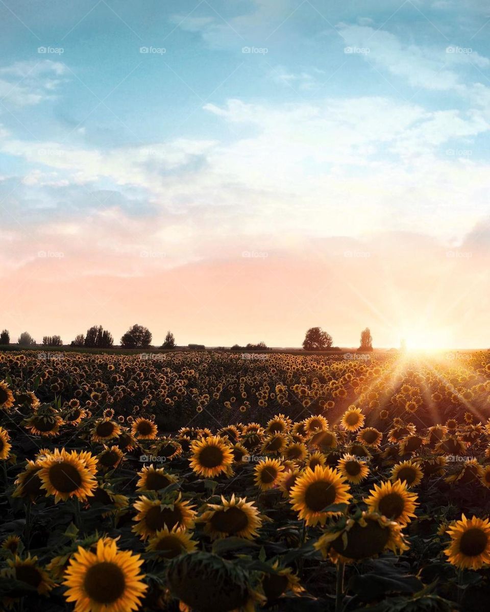 nice landscape, beautiful meadow, nice shot