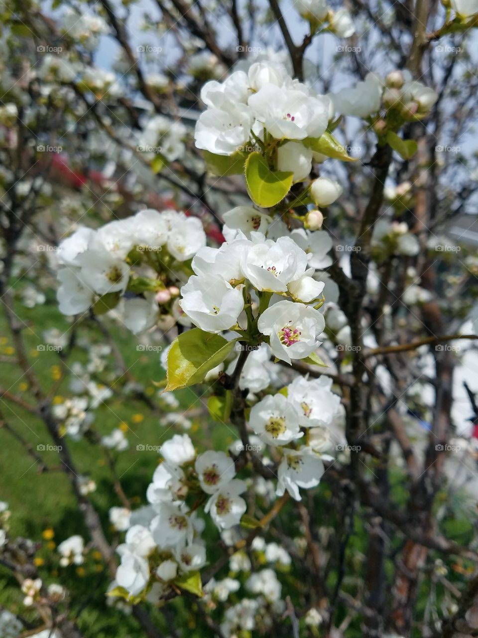 Spring Pear Blossom