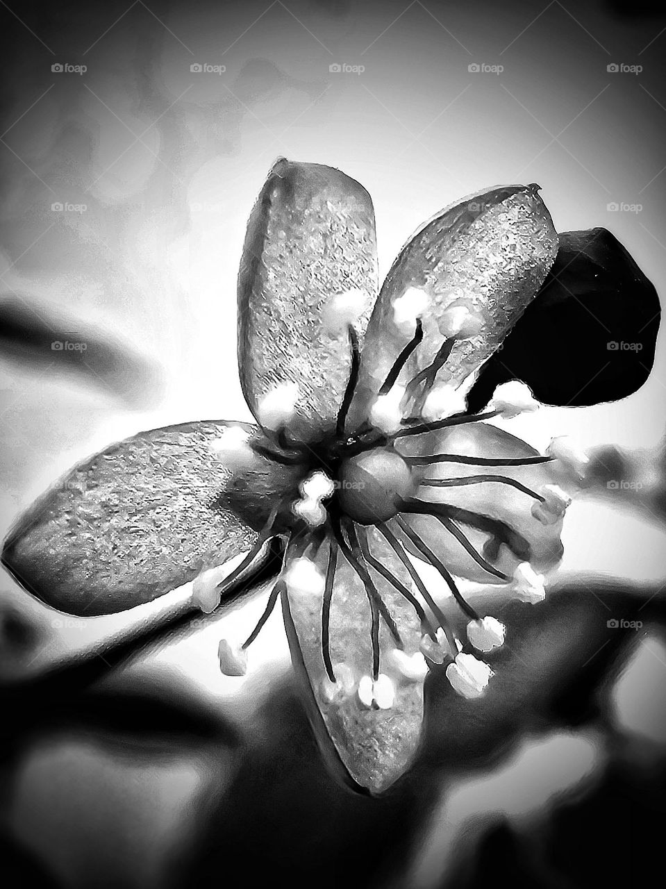 Beautiful wildflower in monochrome