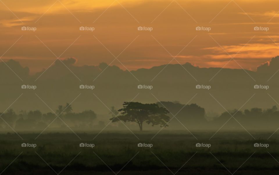 Alone Tree at the Fields during Foggy Dawn 