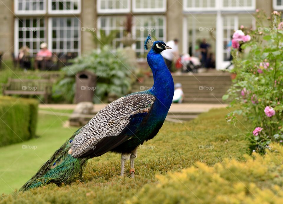 Beautiful Peacock
 