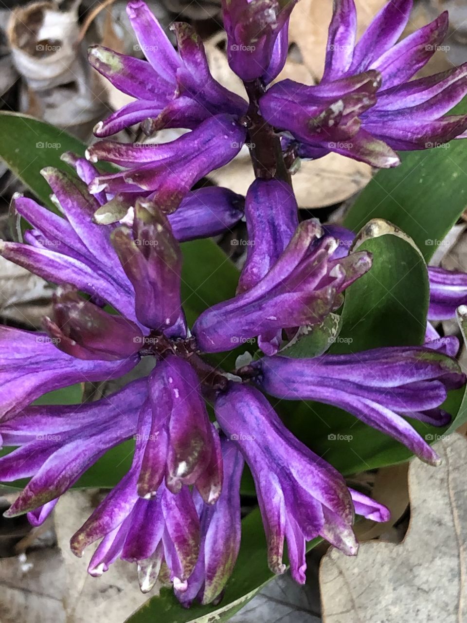 Purple pretty flower